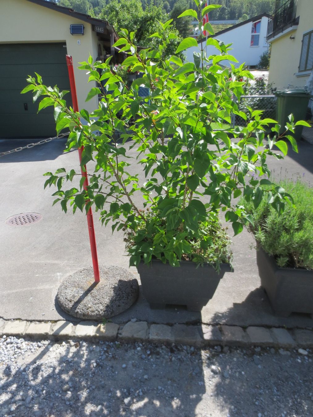 Piante & sementi: Gartenfliederr violett, ohne Topf – Usato da Horgen venduto da hkek01 4