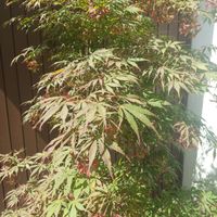 JAPANISCHER AHORN SKETERS BROM