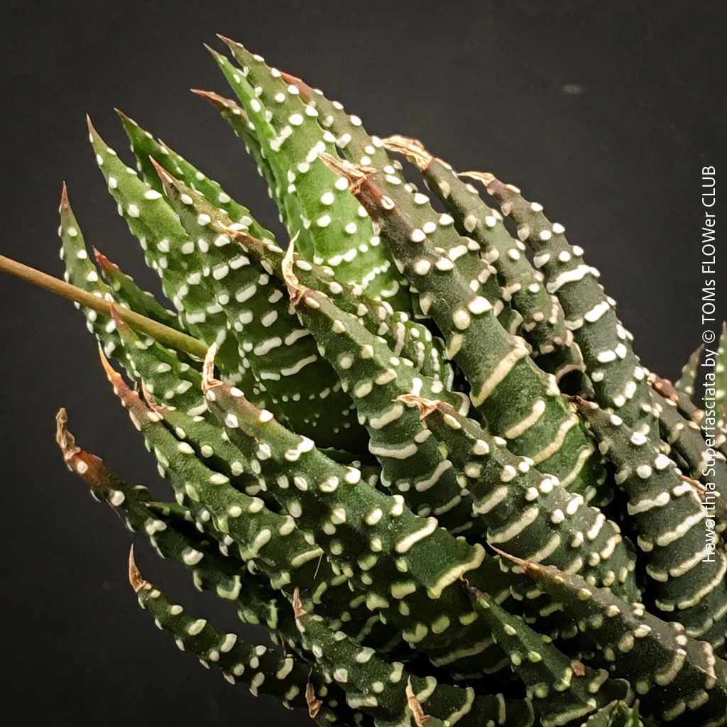 Pflanzen & Samen: Haworthia Superfasciata - super robuste Sukkulente – Neu und originalverpackt aus Adliswil von asTOMas963 9