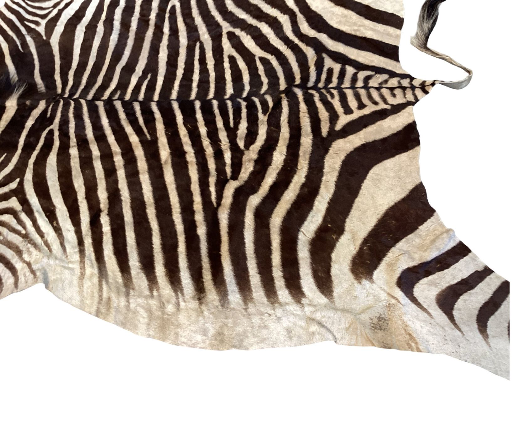 Il mondo degli animali: Echtes Hartmann Zebrafell mit Mähne – Usato da Zürich venduto da Restwert_Zuerich 6
