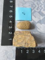 Fossilien Stein roh und geschliffen