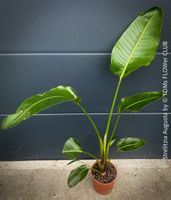 Strelitzia Augusta - 100 × 130 cm - robust - für viel Sonne