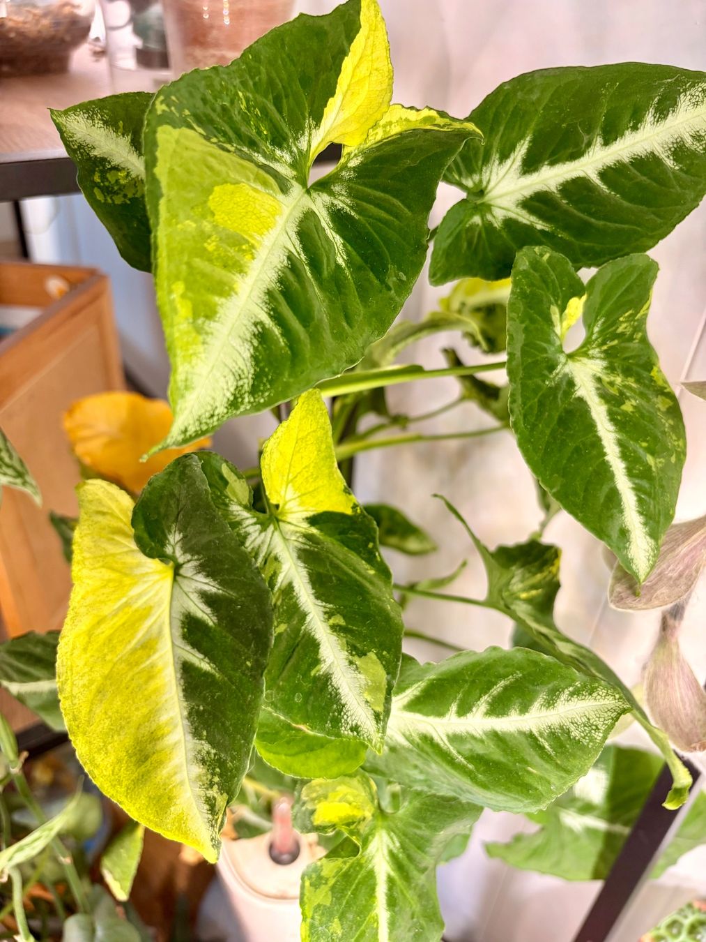 Plantes & graines: Syngonium Scrambled Egg – D'occasion à Kaiseraugst par dka_b97z 5