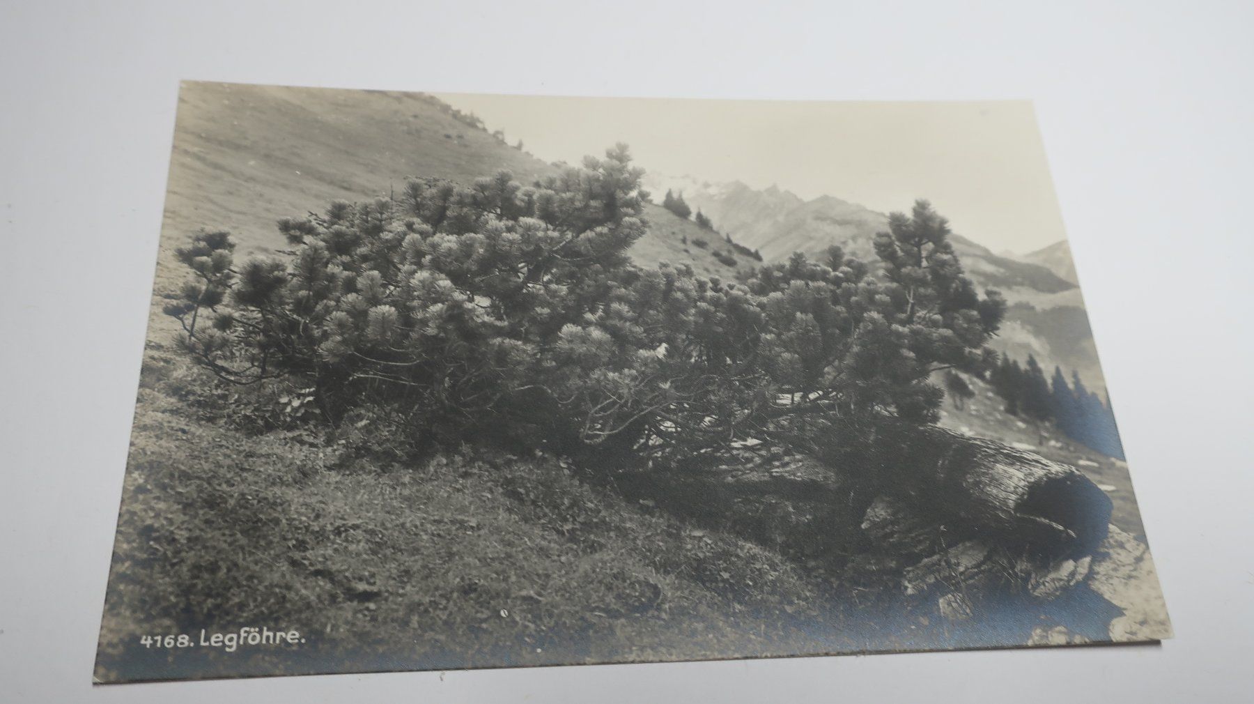 Cartoline postali: Legföhre – Usato da Cormoret venduto da Pascalll2001 1