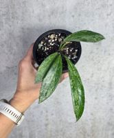 Hoya pubicalyx Splash 🌿✨