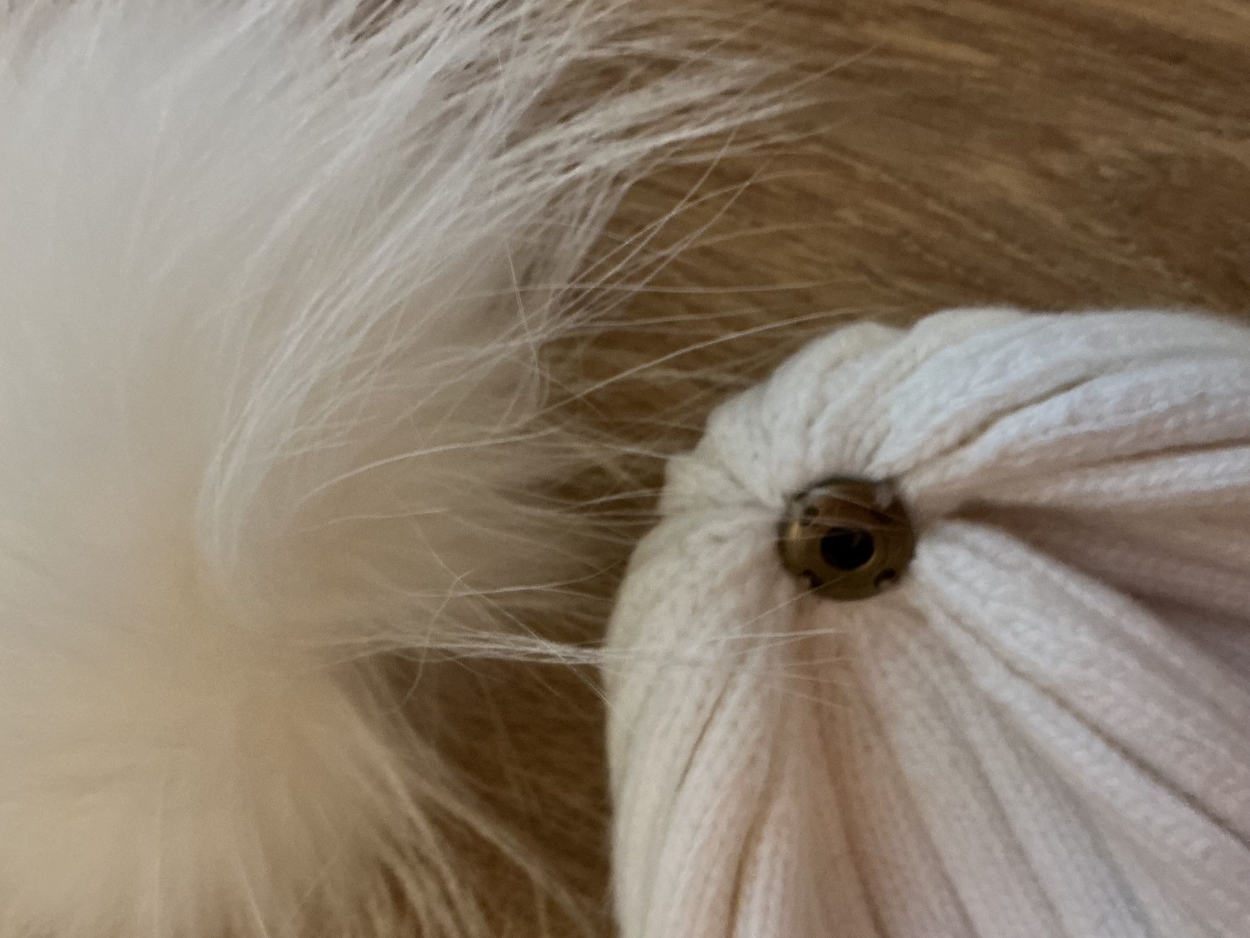 Copricapi, berretti & cappellini: High Quality Wool Hood – Nuovo (secondo la descrizione) da Brugg AG venduto da Magna3 4