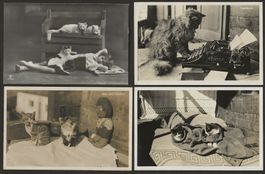 4x Katzenkarte 1929 uralte Katze Katzen Karte vermenschlicht