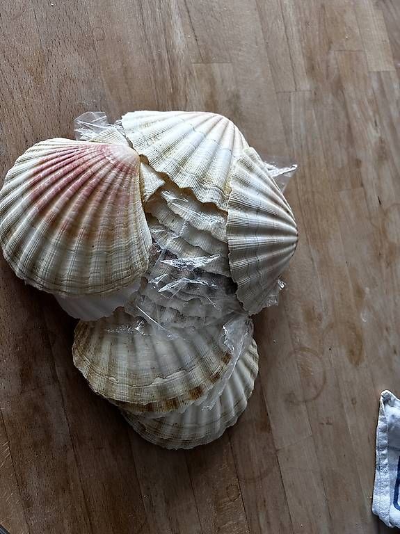 Fossilien: Echte Schalen von Jakobsmuscheln – Neu und originalverpackt aus Bottenwil von Wikingerbraut 2
