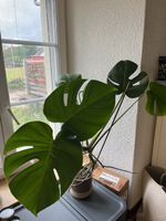 Monstera