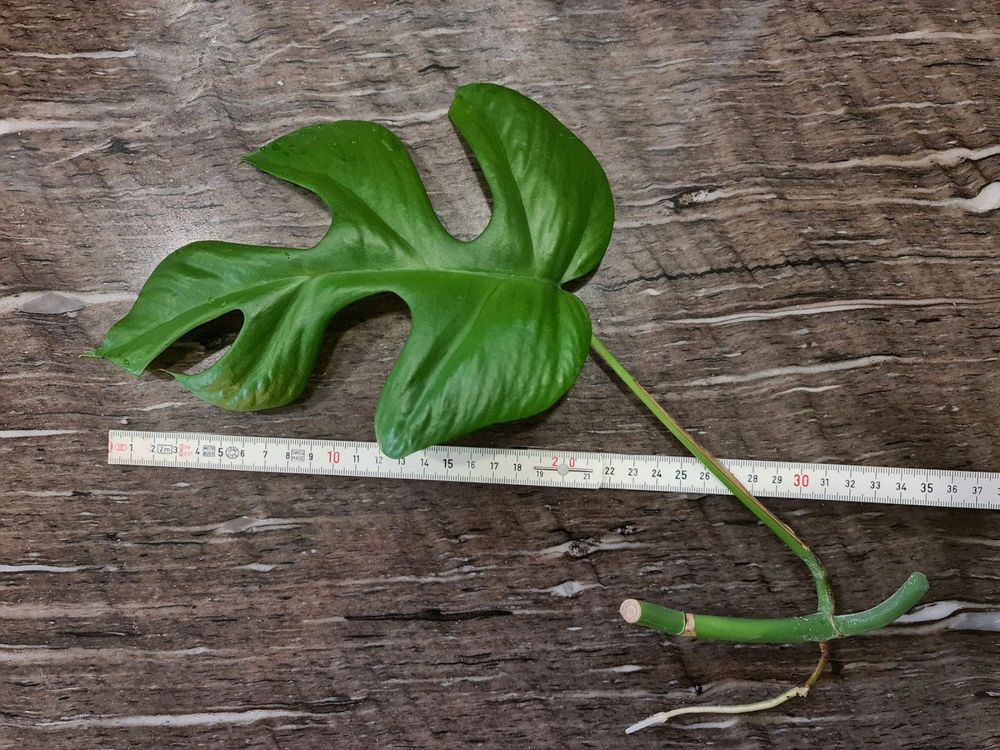 Monstera Minima Steckling Grosses Blatt Kaufen auf Ricardo