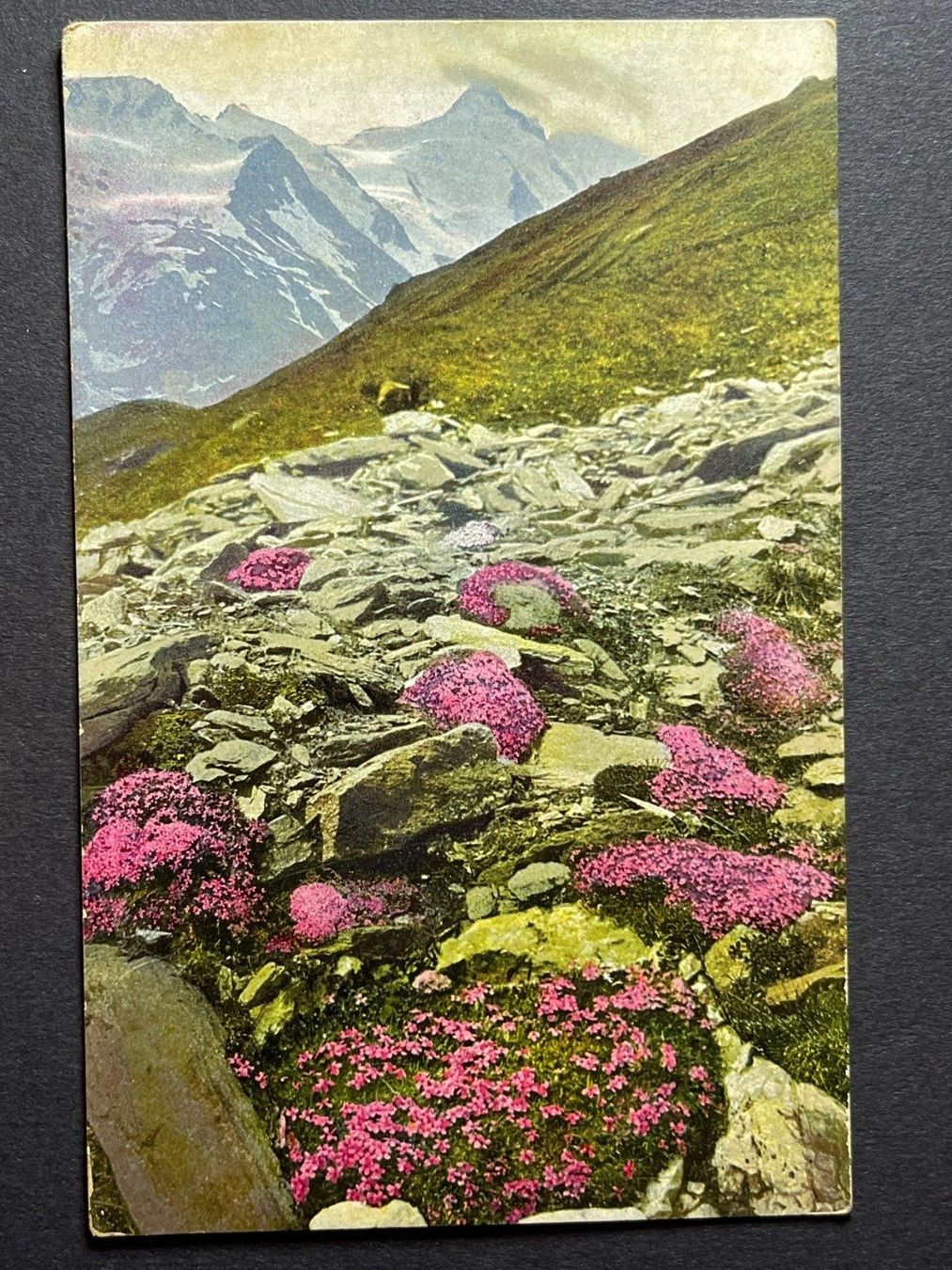Ansichtskarten: Silene acaulis - Stengelloses Leimkraut – Gebraucht aus Steg VS von _vinci_