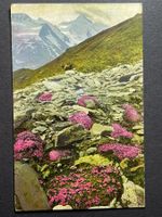 Silene acaulis - Stengelloses Leimkraut