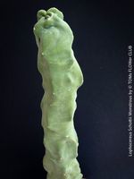 Lophocereus Schottii Monstrous - einzigartige Skulptur-Form