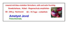 Amethyst Jewel - Fleischtomate - 1 Tomatensetzling