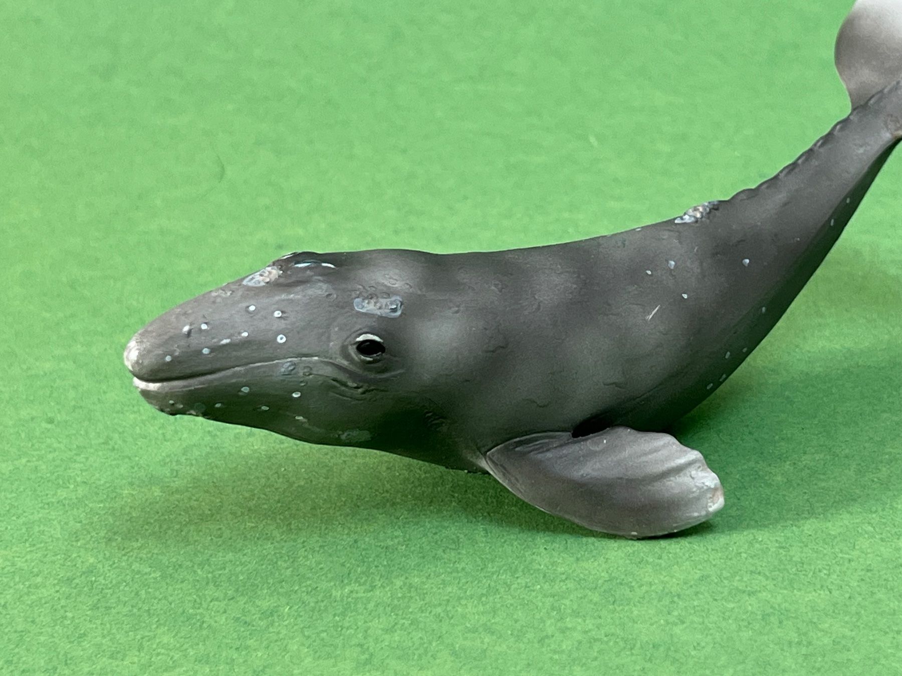 Schleich Statuette: Schleich 16094 Grauwalkalb Grauwal Kalb Wassertier Meer – Usato da Ennetbaden venduto da mapa05 1