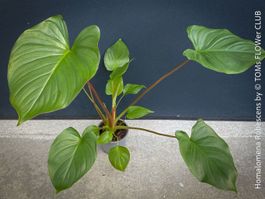 Homalomena rubescens - tropische Blattschönheit