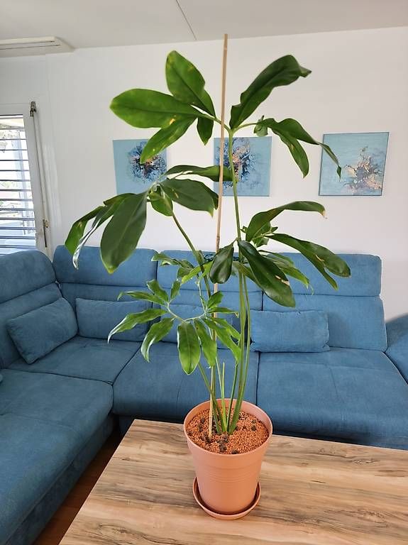 Pflanzen & Samen: Pflanze Philodendron fun bun – Gebraucht aus Kaisten von lys_zzy8