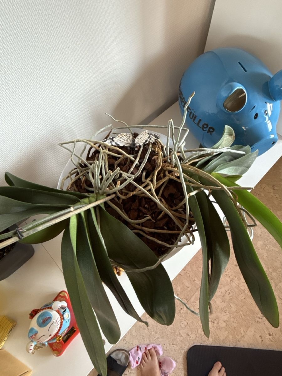 Piante & sementi: Weisse Orchidee im 27cm Topf – Usato da Niederhünigen venduto da man_7ybw 2
