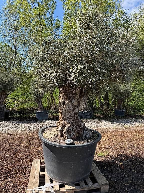 Plantes & graines: Olivenbaum "Olea Europea 4 – D'occasion à Zuckenriet par Thur_Plant 1