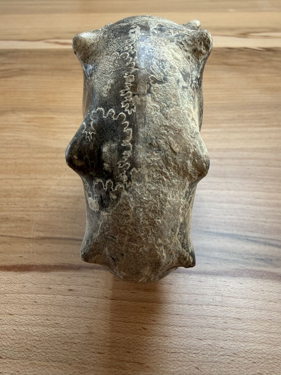 Fossili: Versteinerter Ammonit – Usato da Grenchen venduto da Bastet007 4