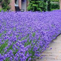 Echter Lavendel – Lavandula angustifolia - 150 Samen