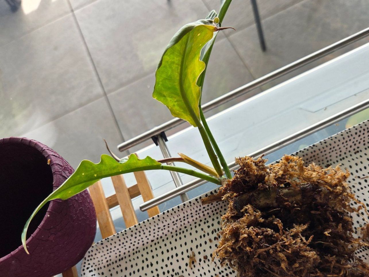 Piante & sementi: ** Philodendron Narrow 4** – Usato da Broc venduto da omegadlocks 2