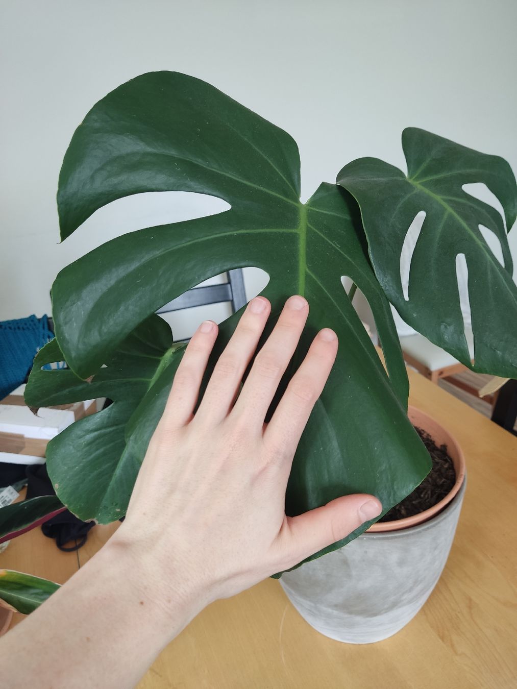 Piante & sementi: Monstera – Usato da Luzern venduto da mir_2by6 2