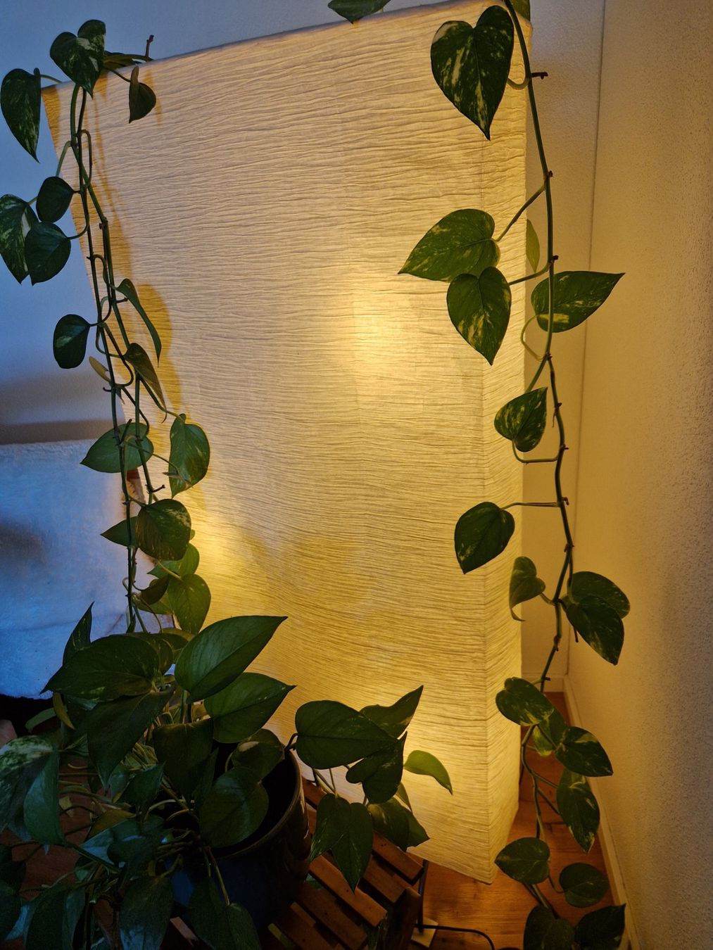 Lampen: Lampe Stehlampe, Papieroptik, warmes Licht – Gebraucht aus Luzern von roe_mk6s 1