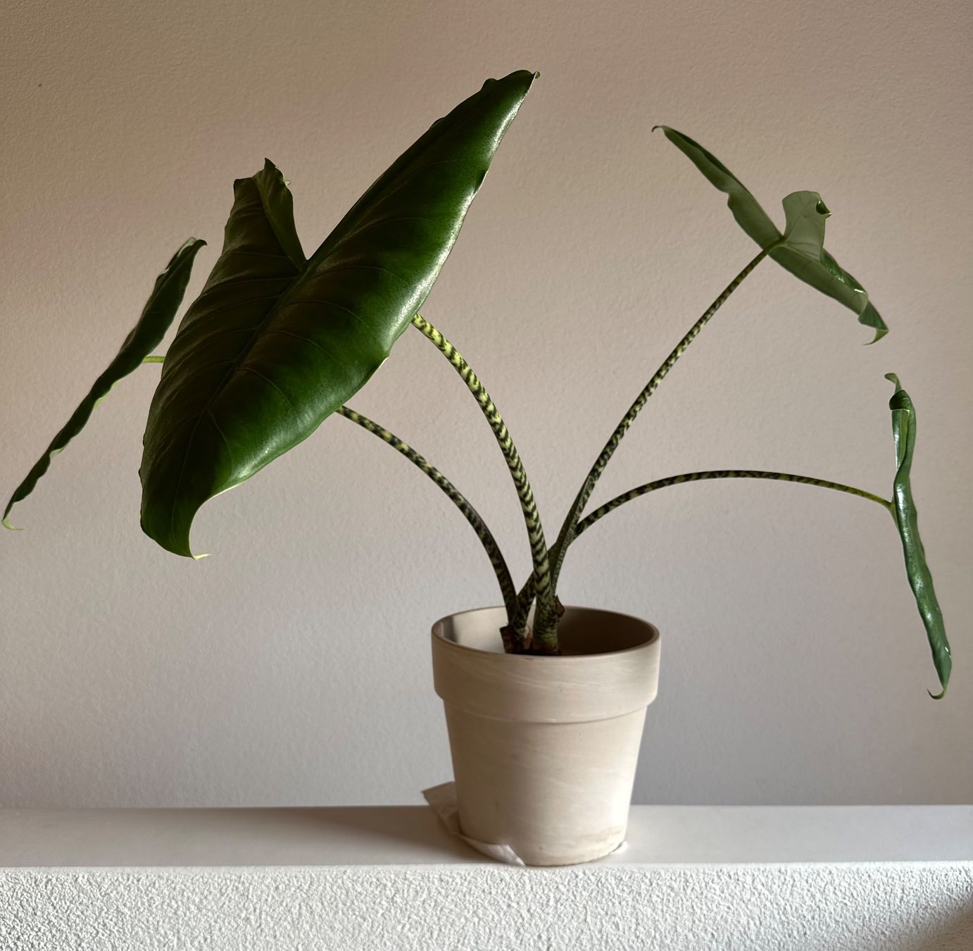 Alocasia zebrina x2 - grosse Pflanzen (Gebraucht) in Zrich fr CHF 60   nur Abholung auf Ricardo kaufen