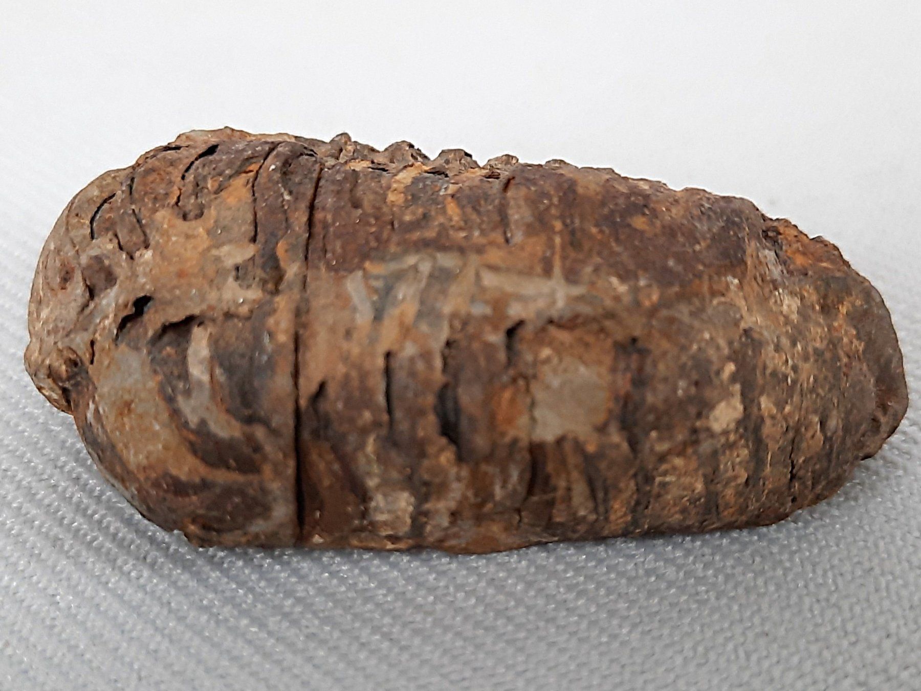 Fossili: Fossile Trilobiten – Usato da Beinwil am See venduto da Restwert_Beinwil 2