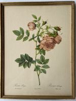 3 Rosen-Kunstdrucke, Imprimerie de Rémond, ca. 1810 - 1835