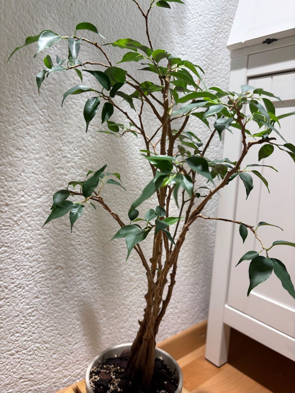 Piante & sementi: Ficus Benjamina – Usato da Bonstetten venduto da sam_jt9j 3