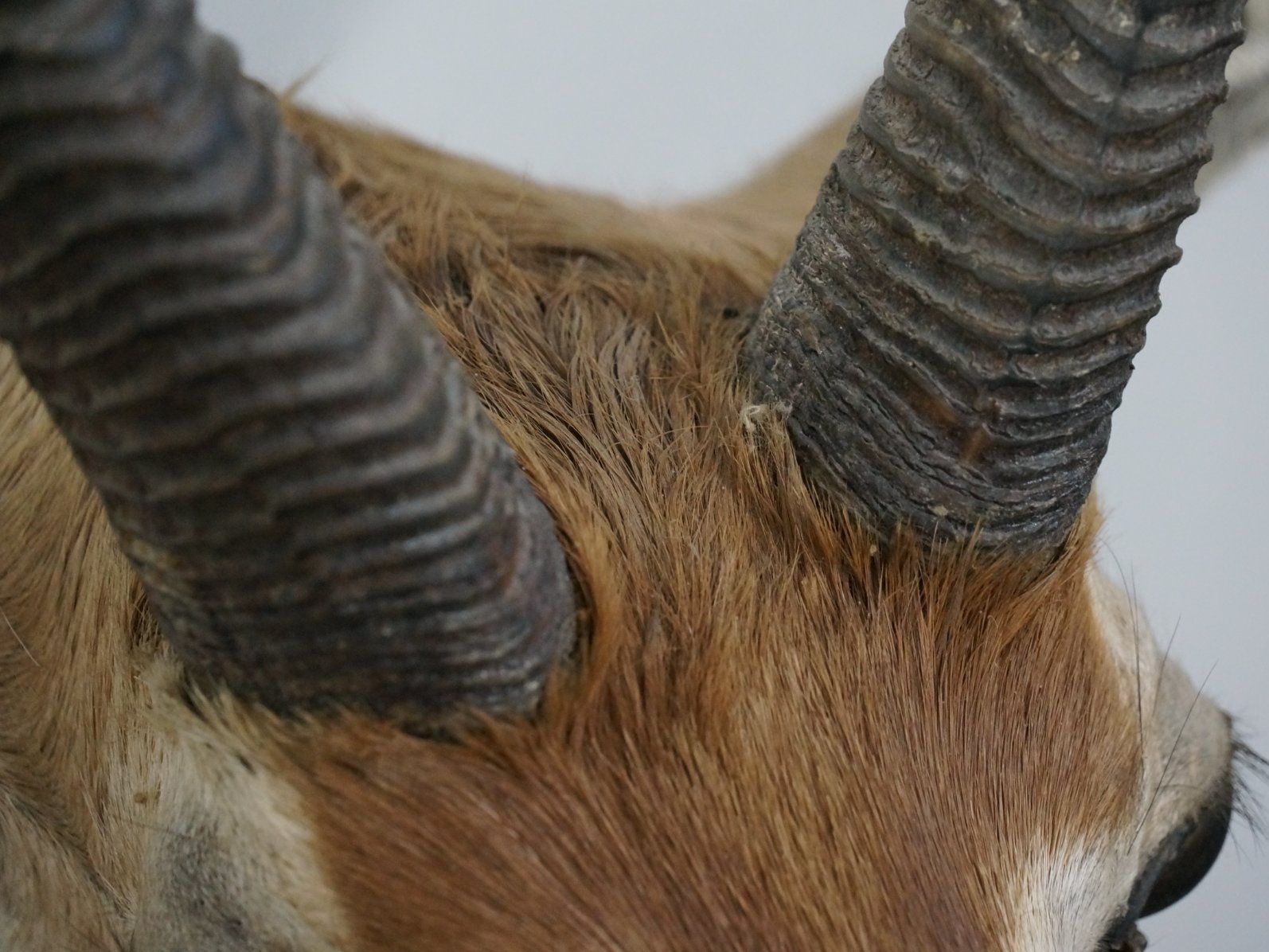 Il mondo degli animali: Giraffenantilope Jagdtrophäe – Usato da Rüti ZH venduto da Restwert_Rueti_ZH 5