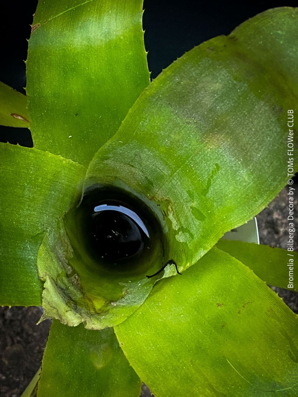 Piante & sementi: Bromelia / Bilbergia Decora - super robuste Pflanze – Nuovo e nell'imballaggio originale da Adliswil venduto da astom369 2