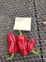 Samen Chili Cajun Belle 10Stk.