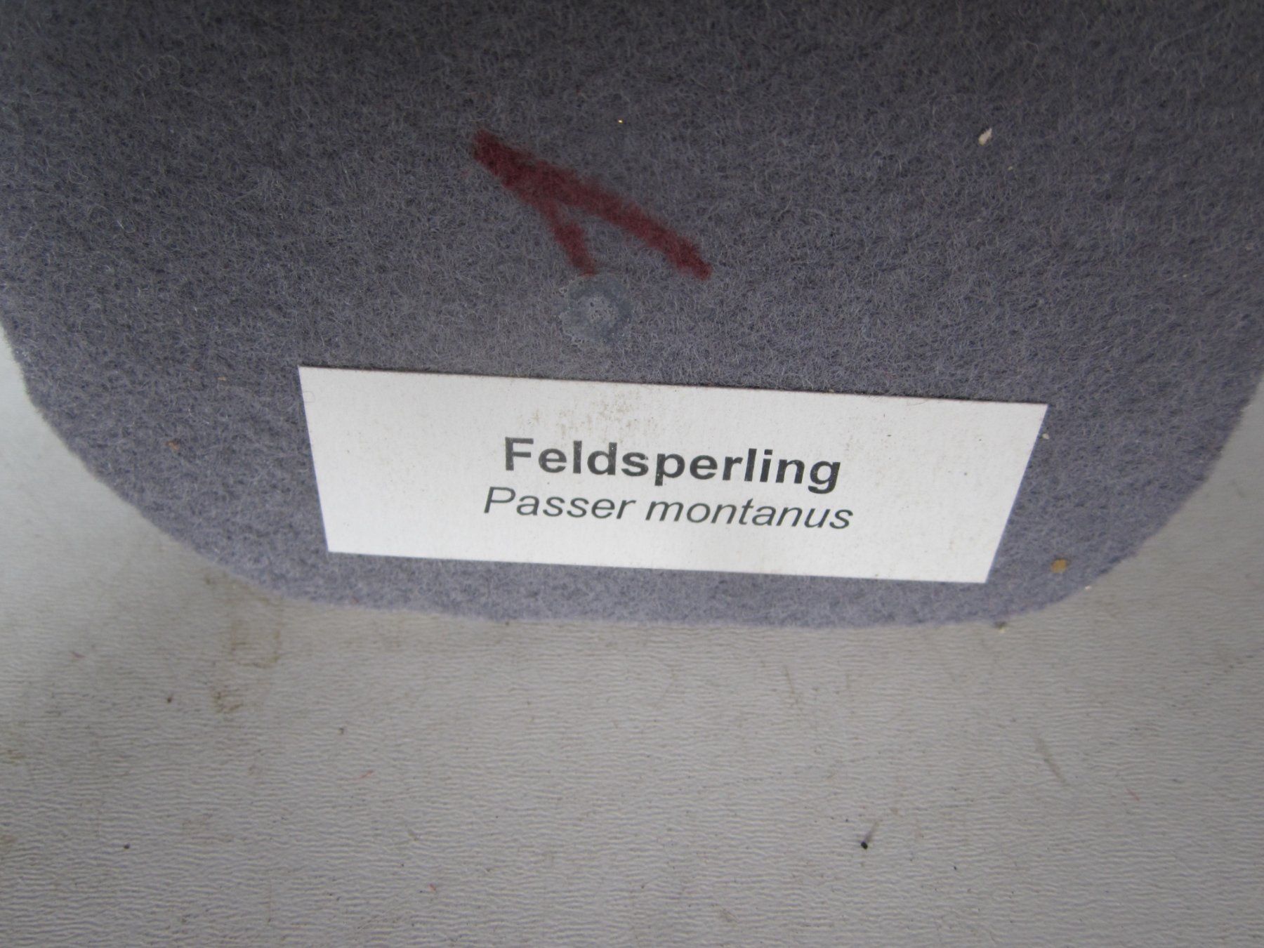 Il mondo degli animali: Feldsperling ausgestopft – Usato da Weier im Emmental venduto da waefler03 7
