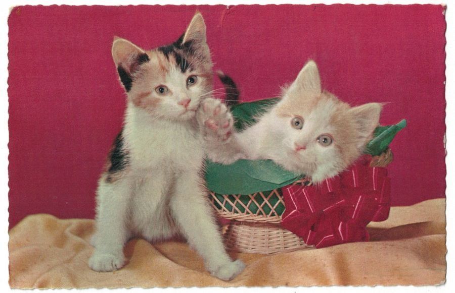 Cartoline postali: Kätzchen im Korb, um 1960 – Usato da Frauenfeld venduto da POML