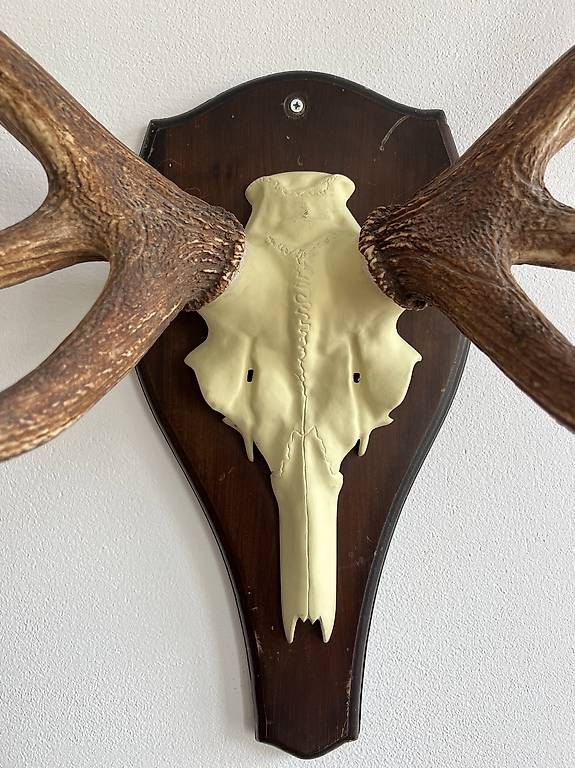 Sonstiges zum Sammeln & Seltenes: Hirsch Geweih 14er Ender, gross ca. 80x80, Deko, Trophäe – Gebraucht aus Zürich von goroko 2