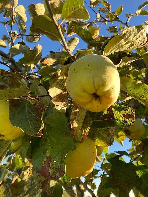 Aliments & Spécialités: Quitten – Neuf avec emballage d'origine à Heiden par himmberbub 1
