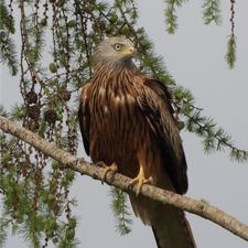Profile image of Dertovo