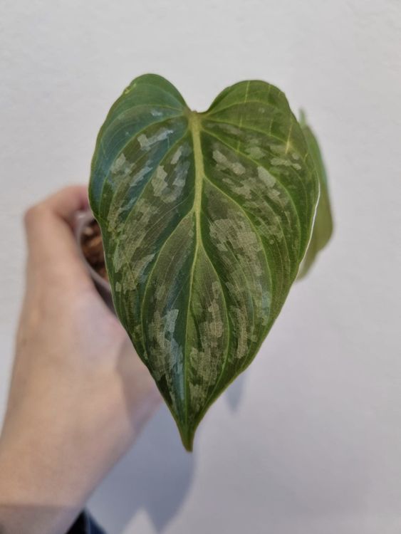 Philodendron Majestic Ph. Verrucosum x Ph. Sodiroi Kaufen auf Ricardo