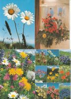 20  Blumenkarten