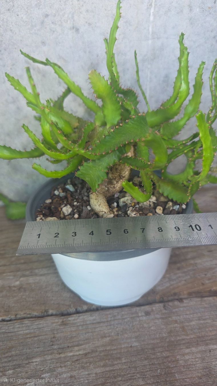 Pflanzen & Samen: Euphorbia stellata – Gebraucht aus St.Erhard von Plumilandschweiz 1
