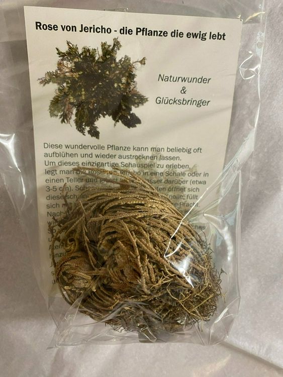 Rose Jericho Kaufen