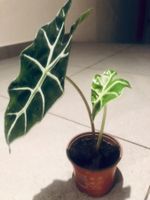 Zierpflanze 20 cm ↕️ “ALOCASIA SANDERIANA” 🍃 Plante‪