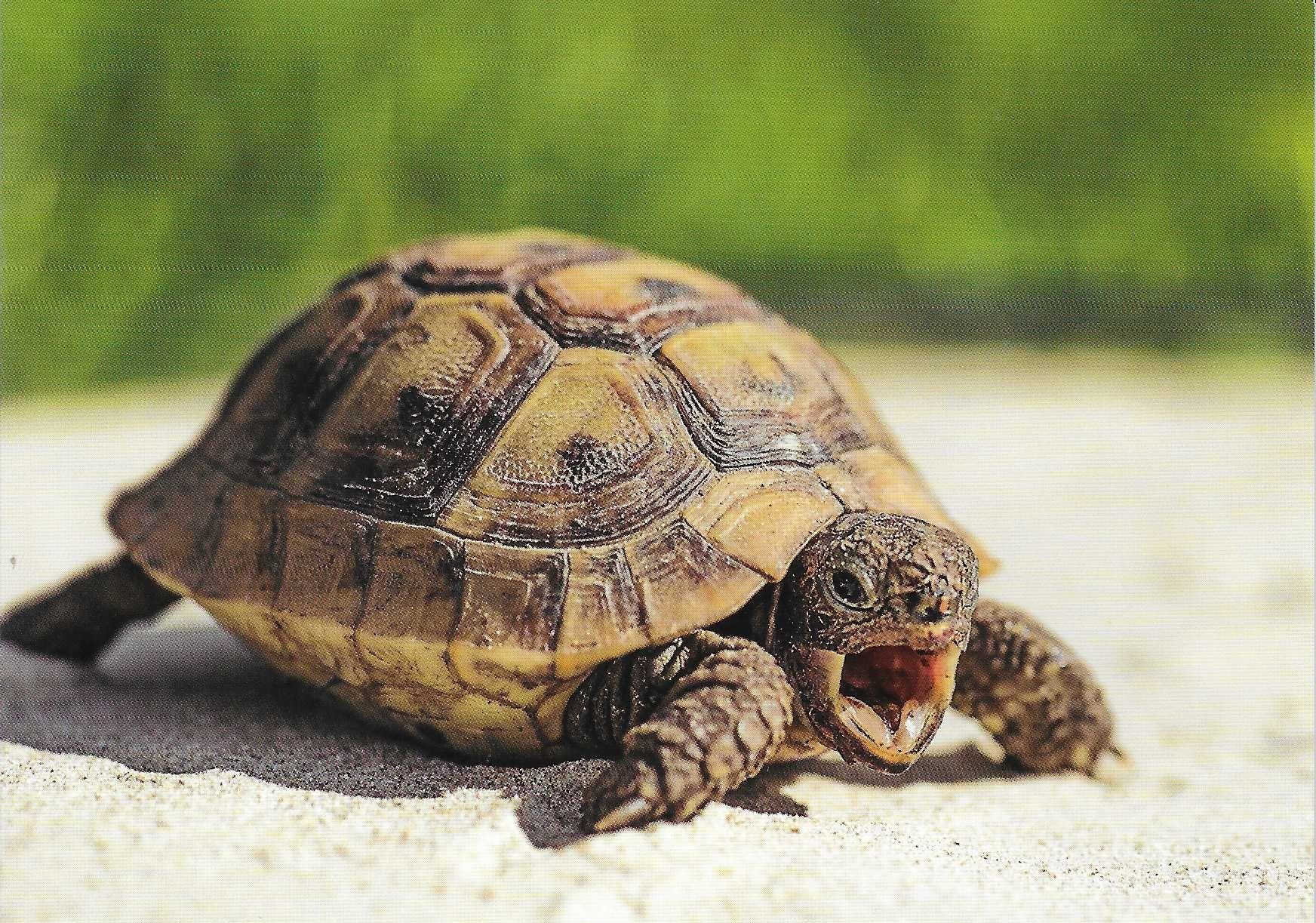Cartoline postali: Schildkröte – Nuovo (secondo la descrizione) da Rothrist venduto da Stranglehold