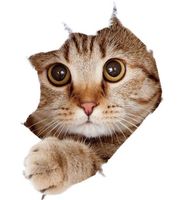 🐾 3D Toilettendeckel-Aufkleber: Lustiger Büsi-Look! 🐱💫
