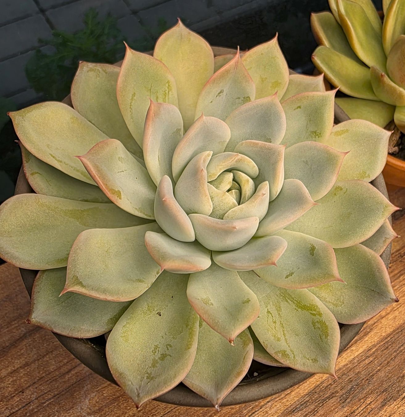 Pflanzen & Samen: Echeveria A-Pink – Gebraucht aus Winterthur von jar_w2vp