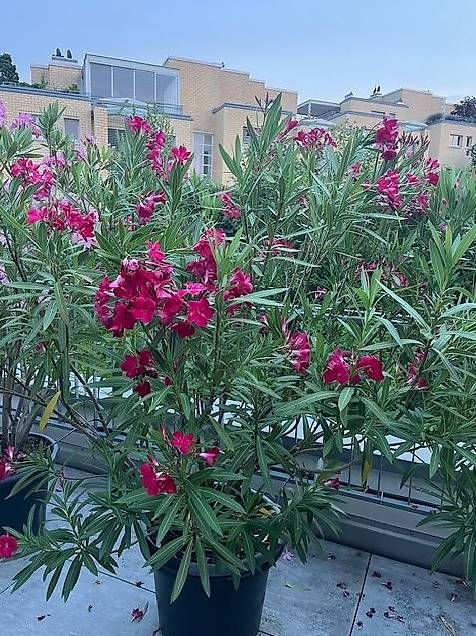 Plantes & graines: wunderschöne Oleander abzugeben – D'occasion à Thalwil par Manuelazh 2
