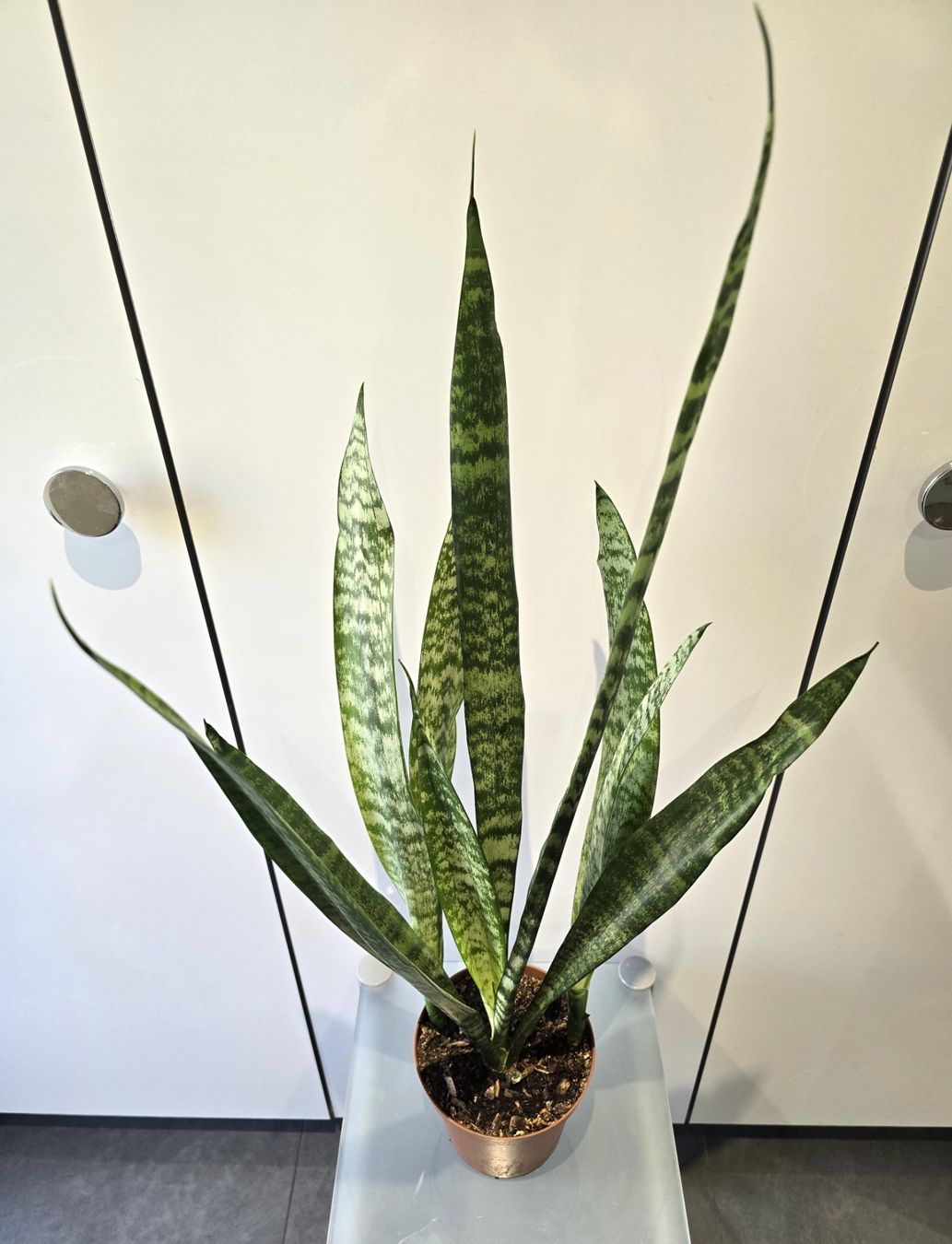 Piante & sementi: Pflanze Sansevieria / Bogenhanf 82 cm – Usato da Oetwil an der Limmat venduto da dhantal 2